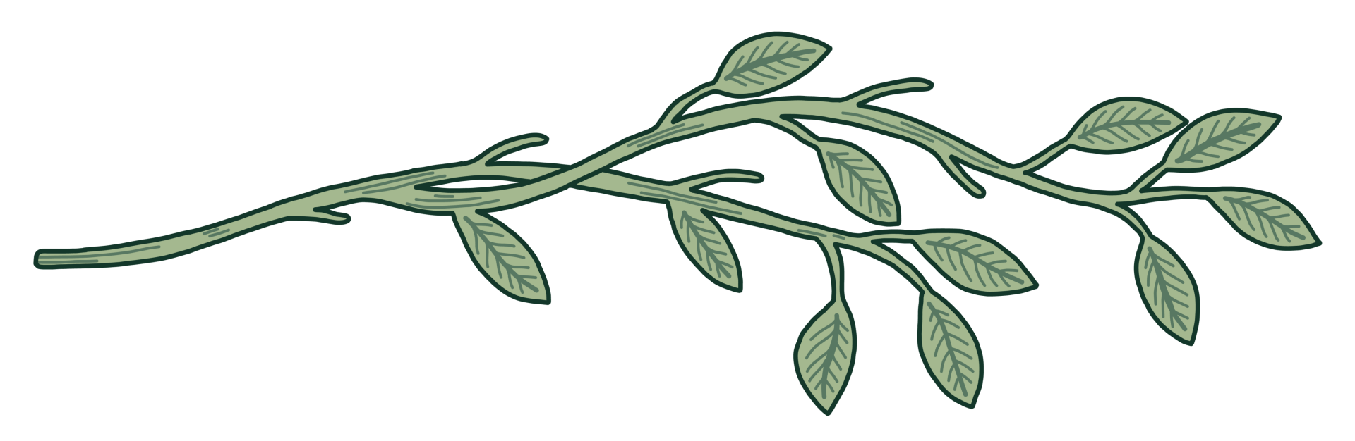 Leafy branch illustration
