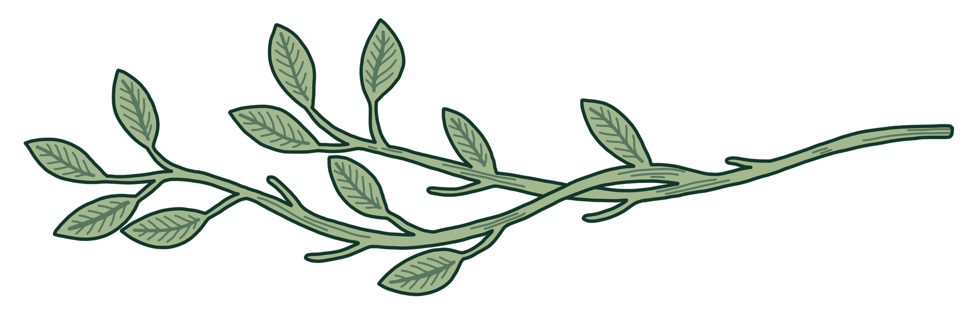 Leafy branch illustration