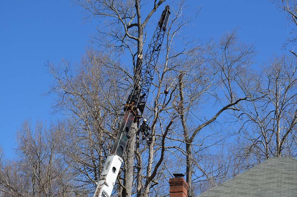 Tree worker on a tall ladder trimming bare branches against a bright blue sky