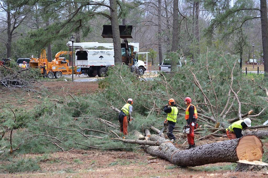Workers clearing fallen trees with heavy equipment in a wooded area after a storm