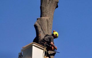 Worker in a yellow helmet trimming a large tree branch from a bucket lift against a blue sky