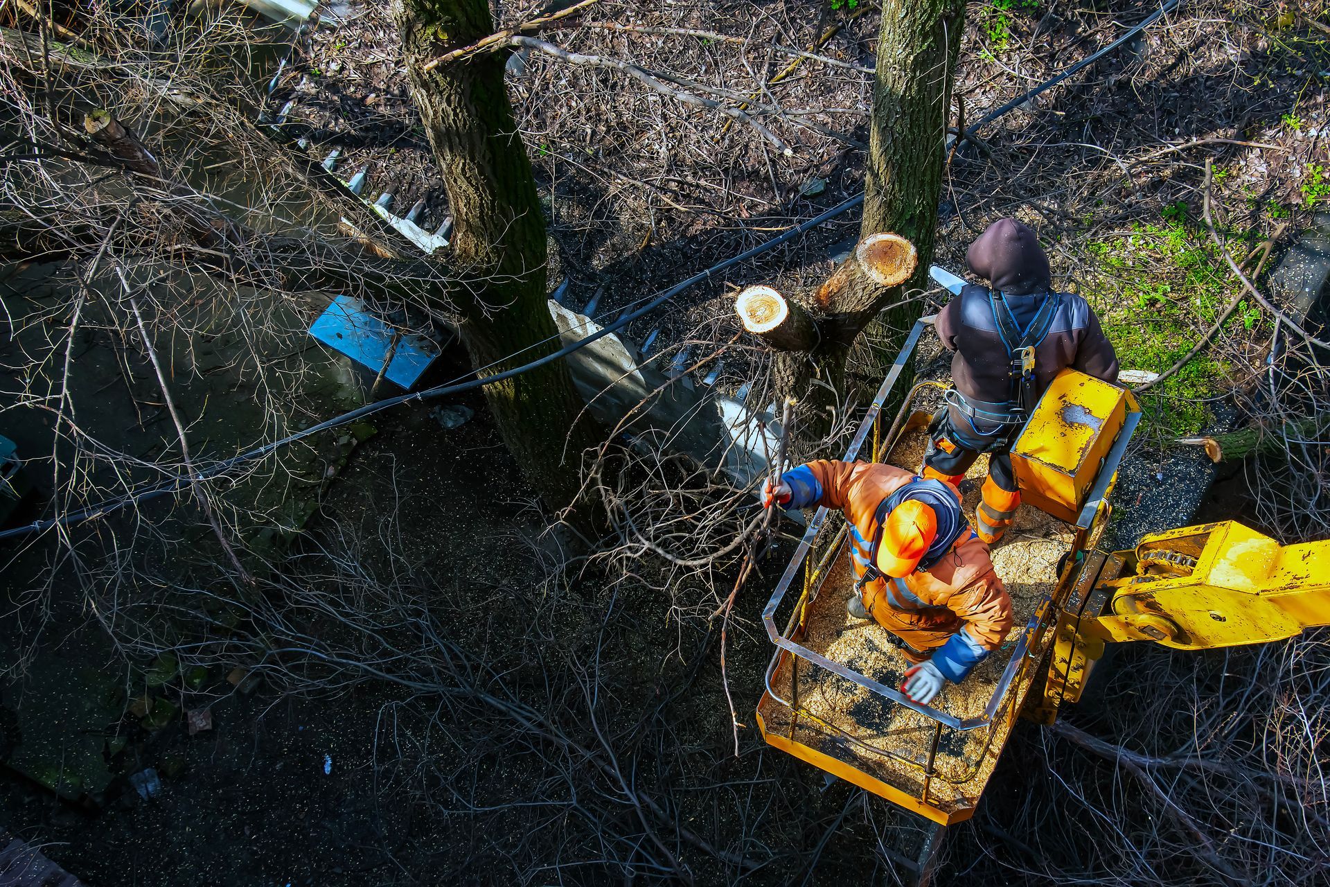 Tree workers in a boom lift trimming branches and clearing trees near overhead utility lines.