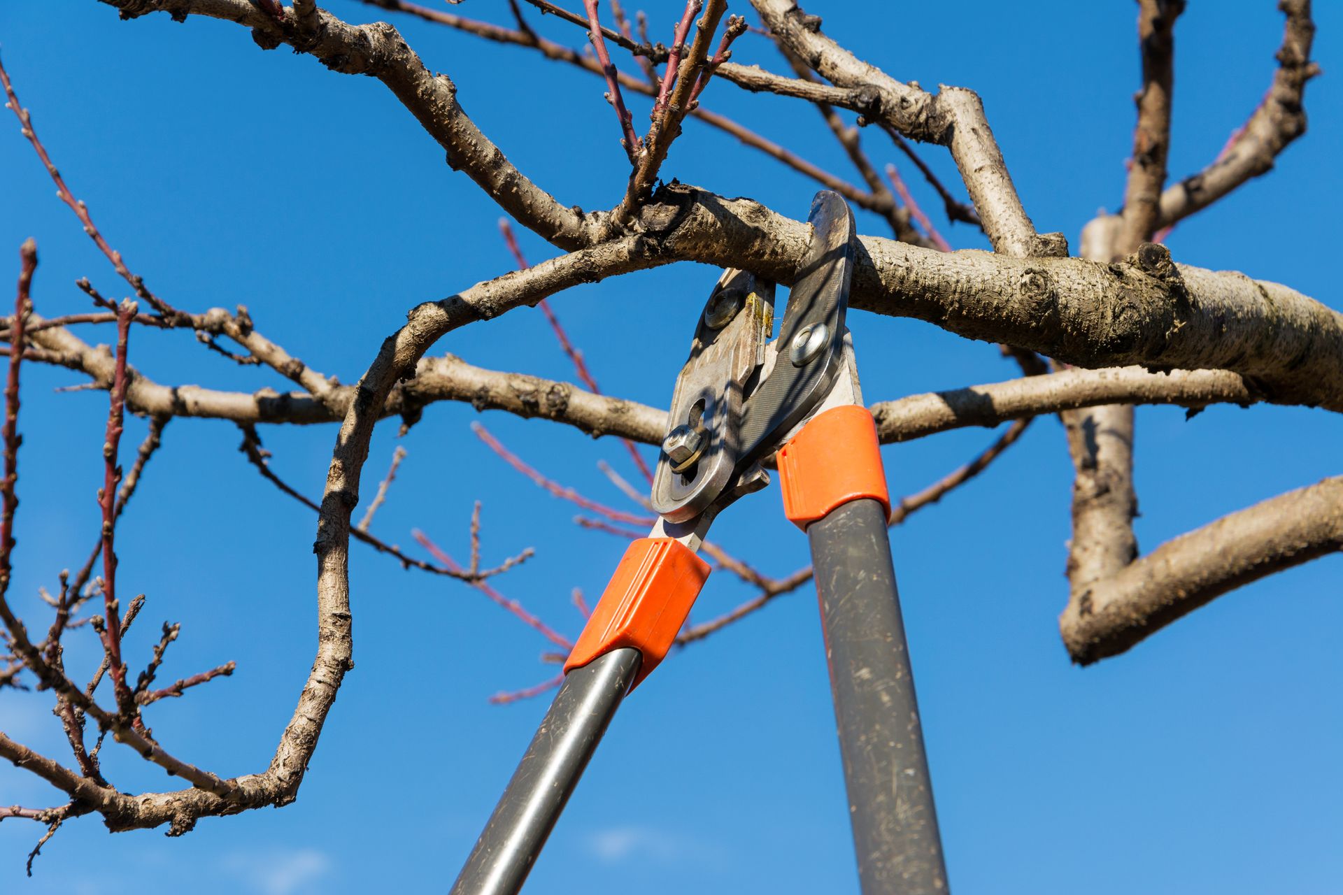 Pruning shears cutting a bare tree branch against a blue sky