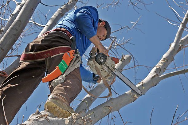 Tree worker pruning branches from a ladder using a chainsaw under a blue sky.