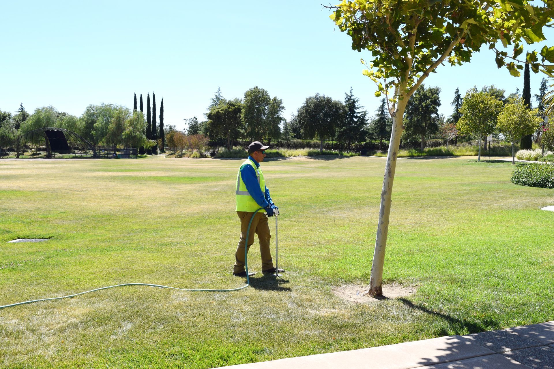 Person walking on a grassy park lawn near a tree on a sunny day.