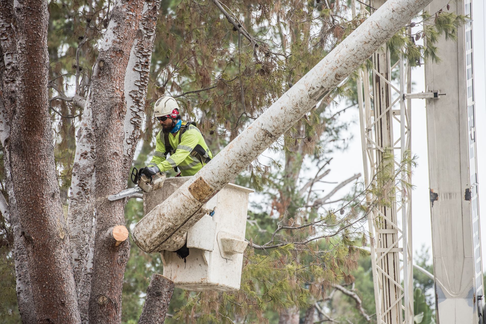 Worker in a bucket lift pruning trees beside a utility pole and power lines