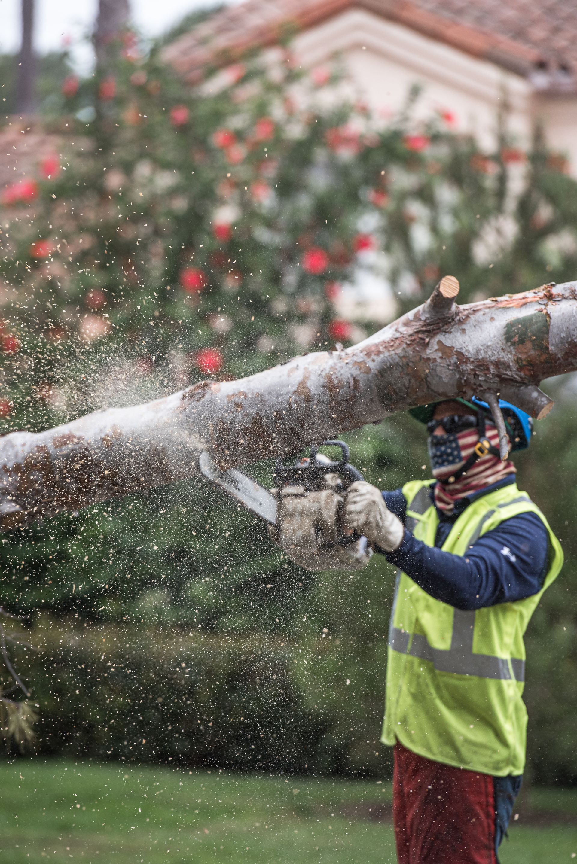 Worker in safety gear spraying foam onto a large tree branch outdoors.