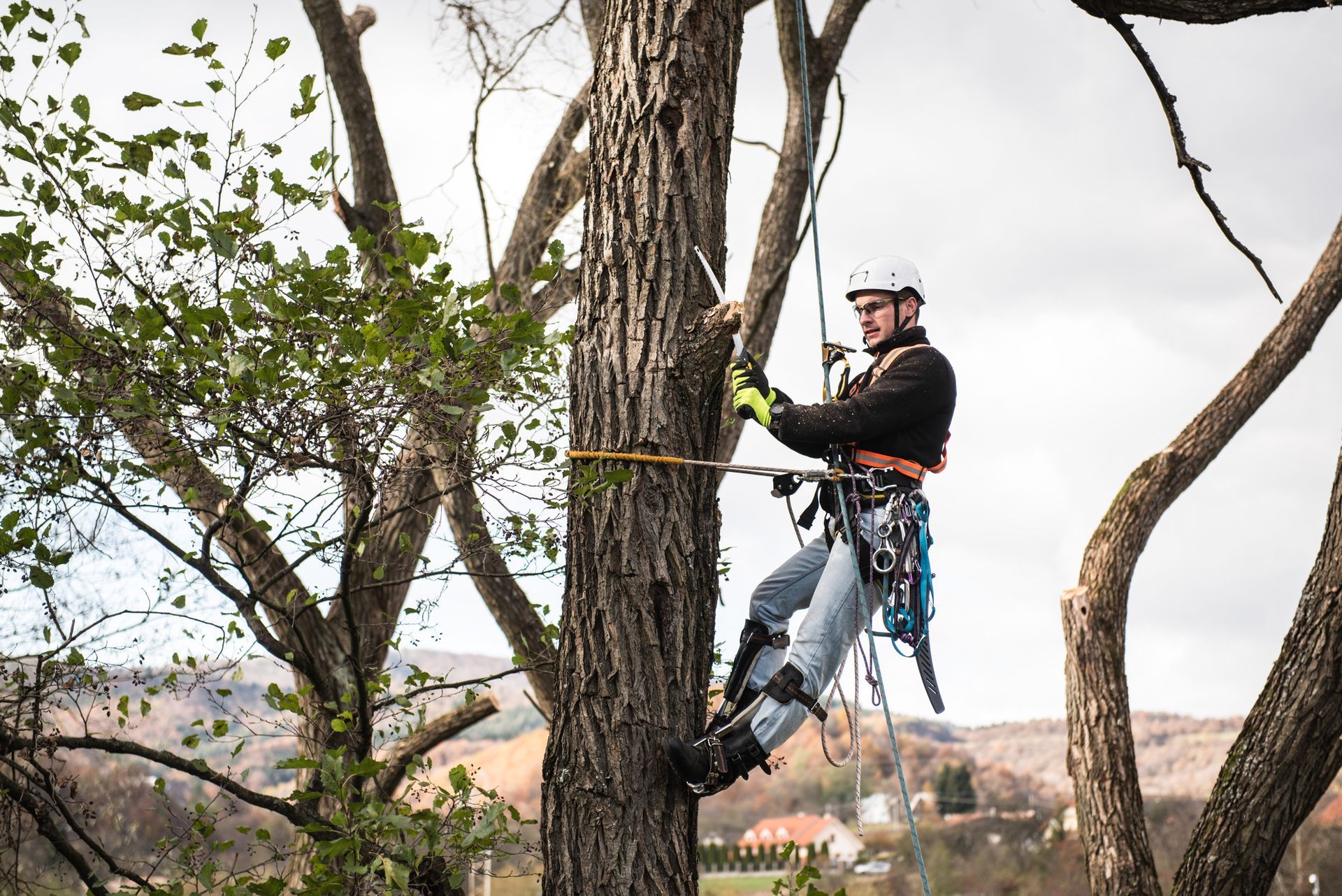 Person in helmet and climbing gear rappels down a tree on a hillside.