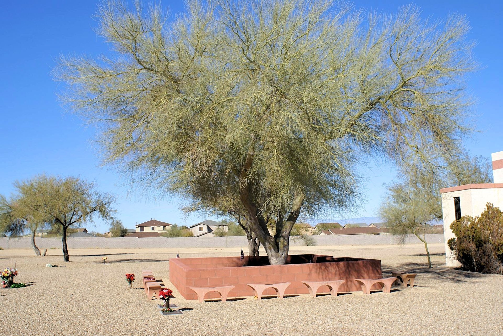 A large tree with surrounding red benches in a desert landscape; blue sky, houses, and brown gravel.