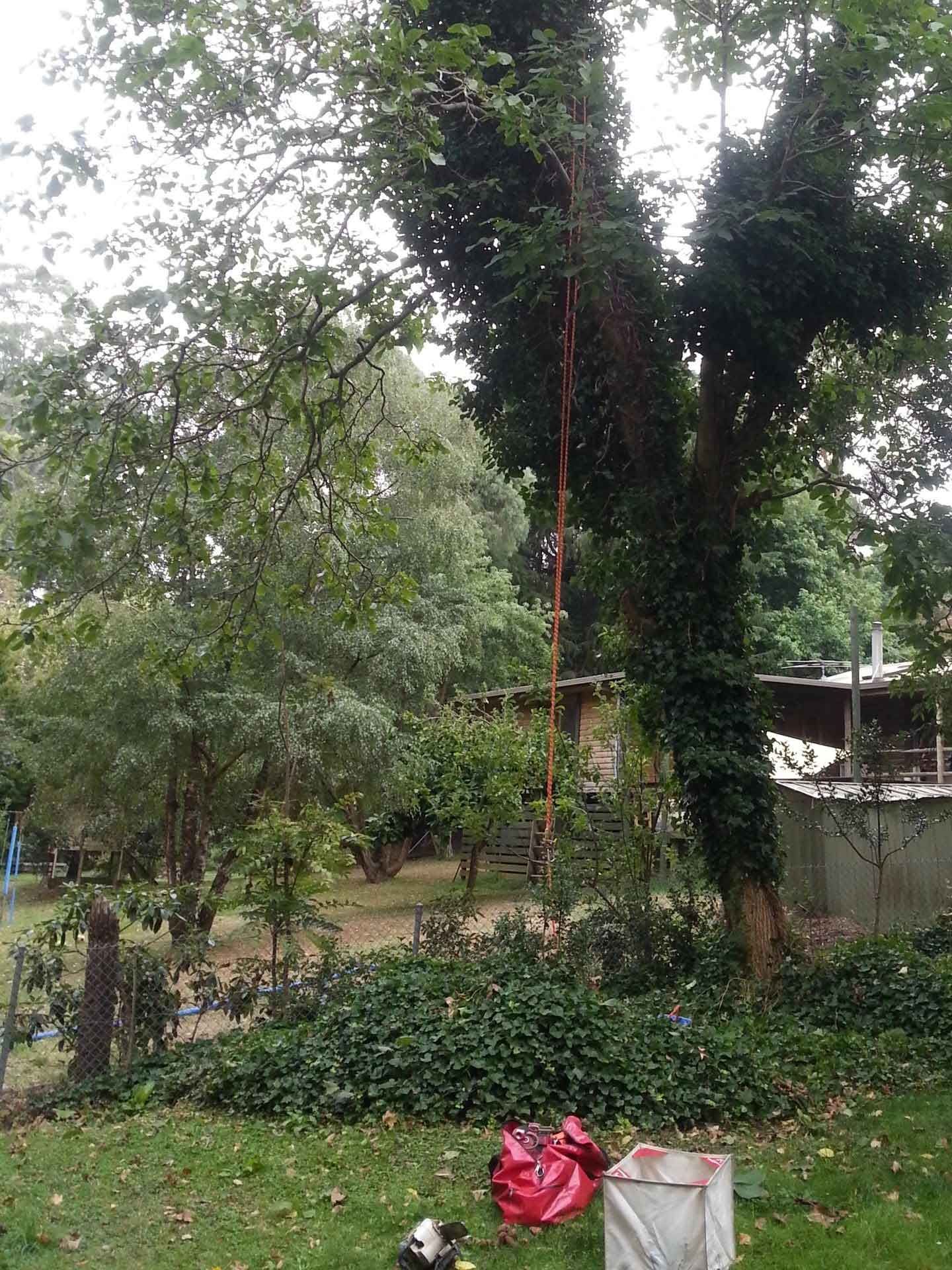 Person on a ladder pruning a tree, with green foliage and a yard. Red bag and white box at the base.