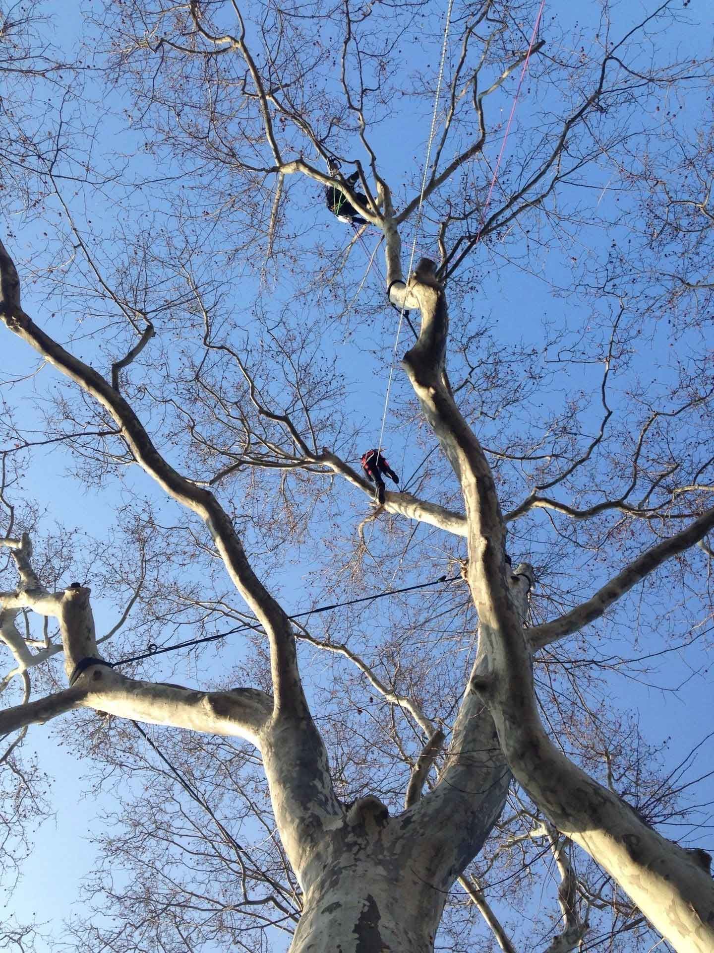 Two arborists in a tall tree, one higher than the other. Bright blue sky background.