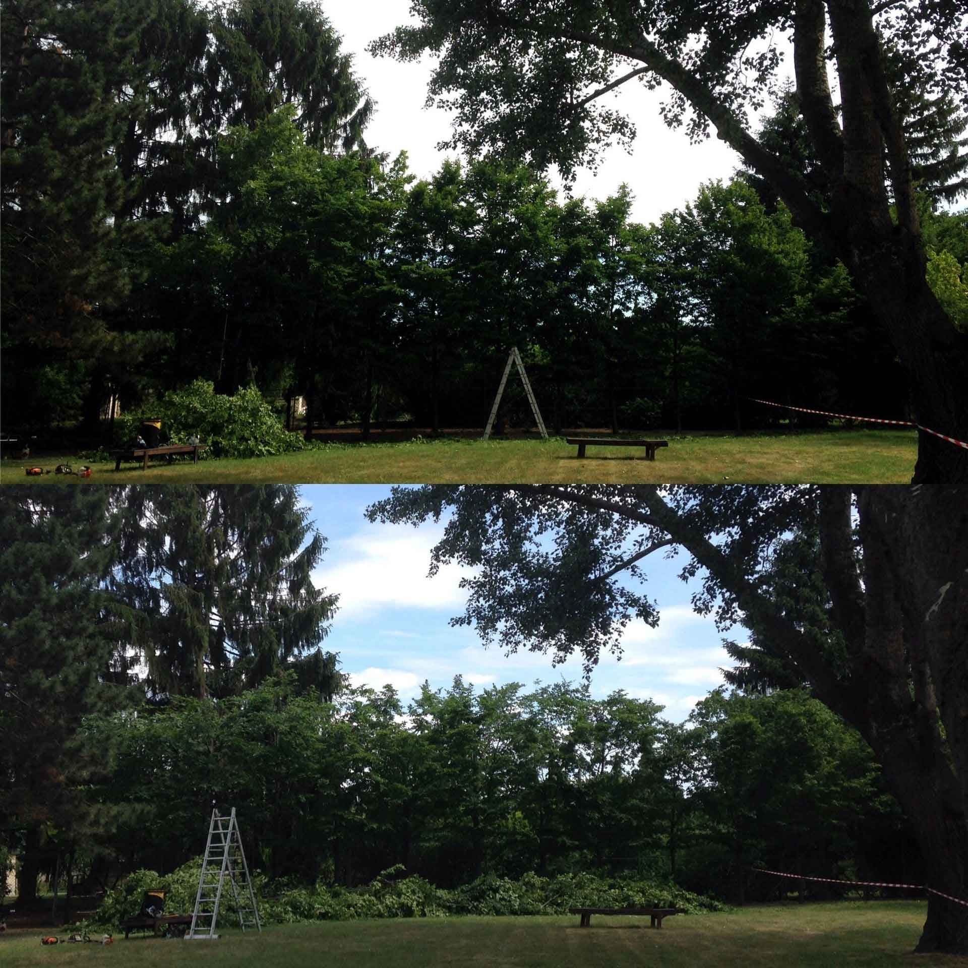 Two photos of yard work: before and after tree trimming with ladder, bench, and pile of branches.