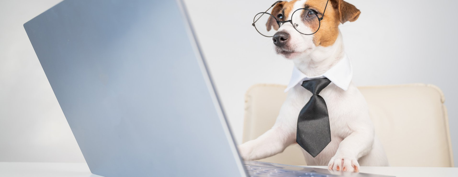 Apply for Grant for Dog Vet Bills & Expenses Healthy Canines