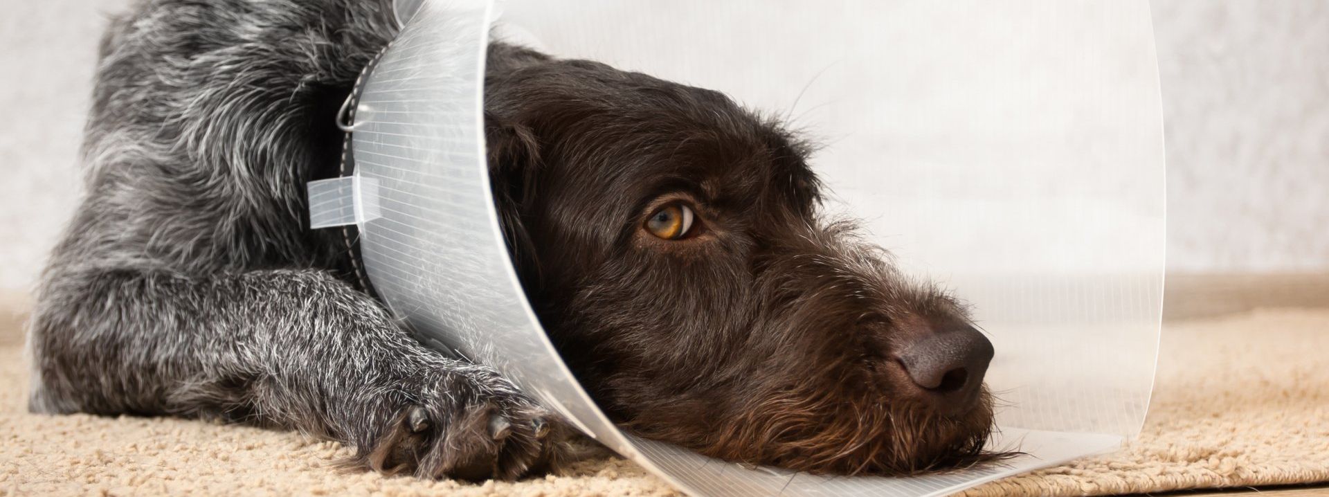 healthy canines nonprofit - mission