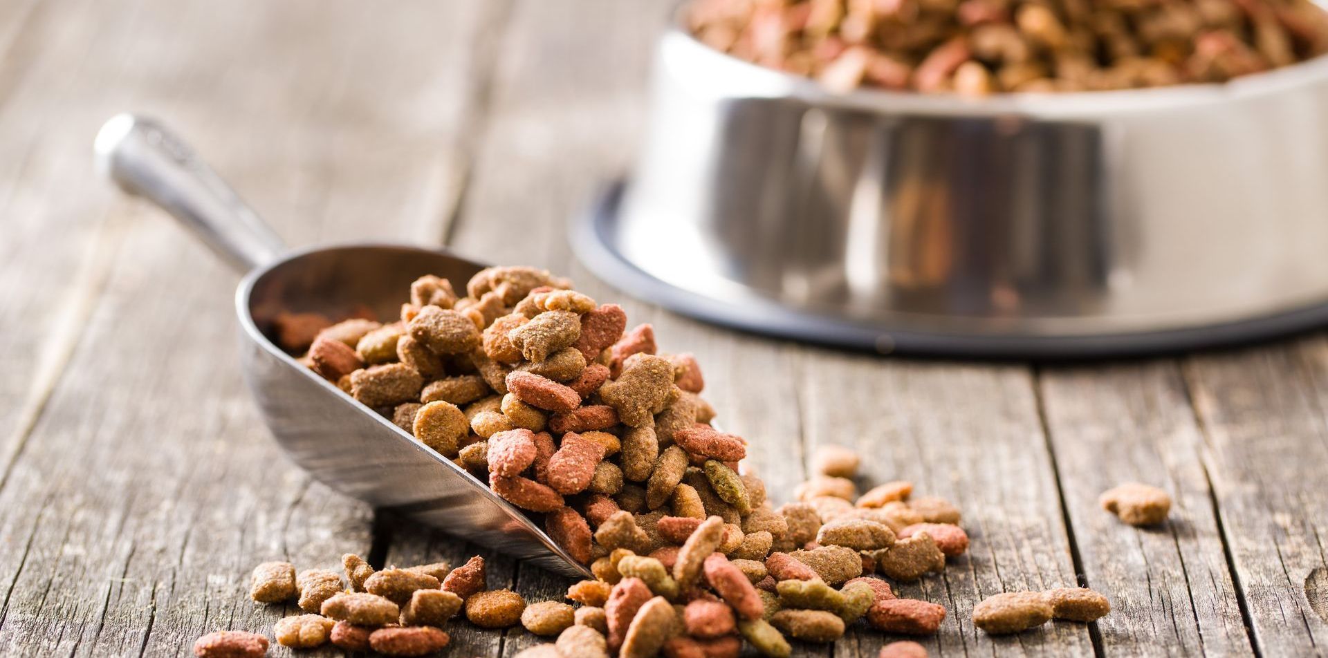 healthy canines nonprofit - mission
