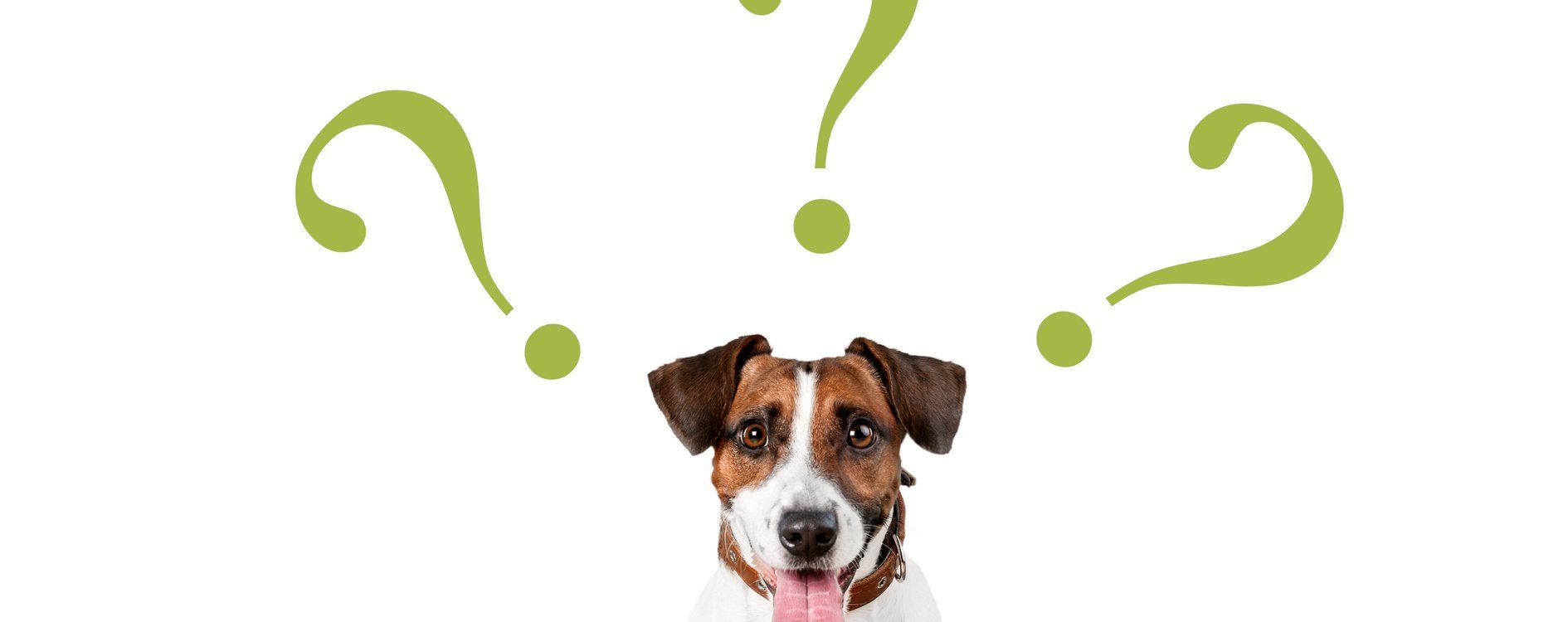 healthy canines faq