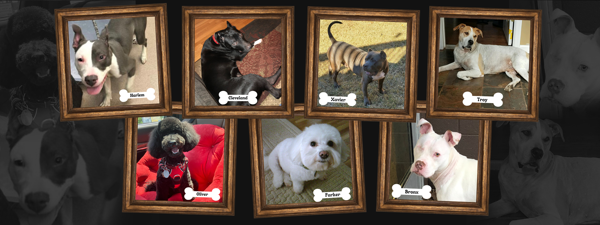 healthy canines story