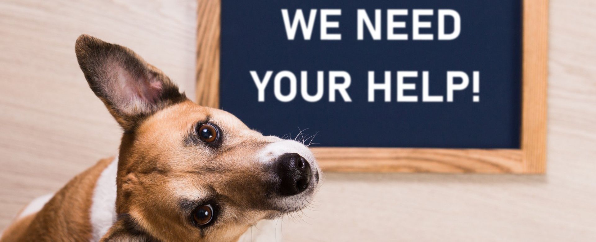 dogs we helped healthy canines nonprofit