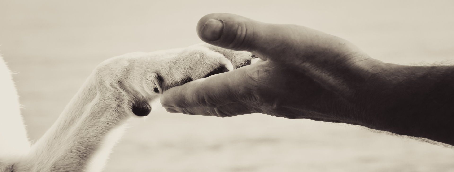 Georgia Animal Rescue Groups