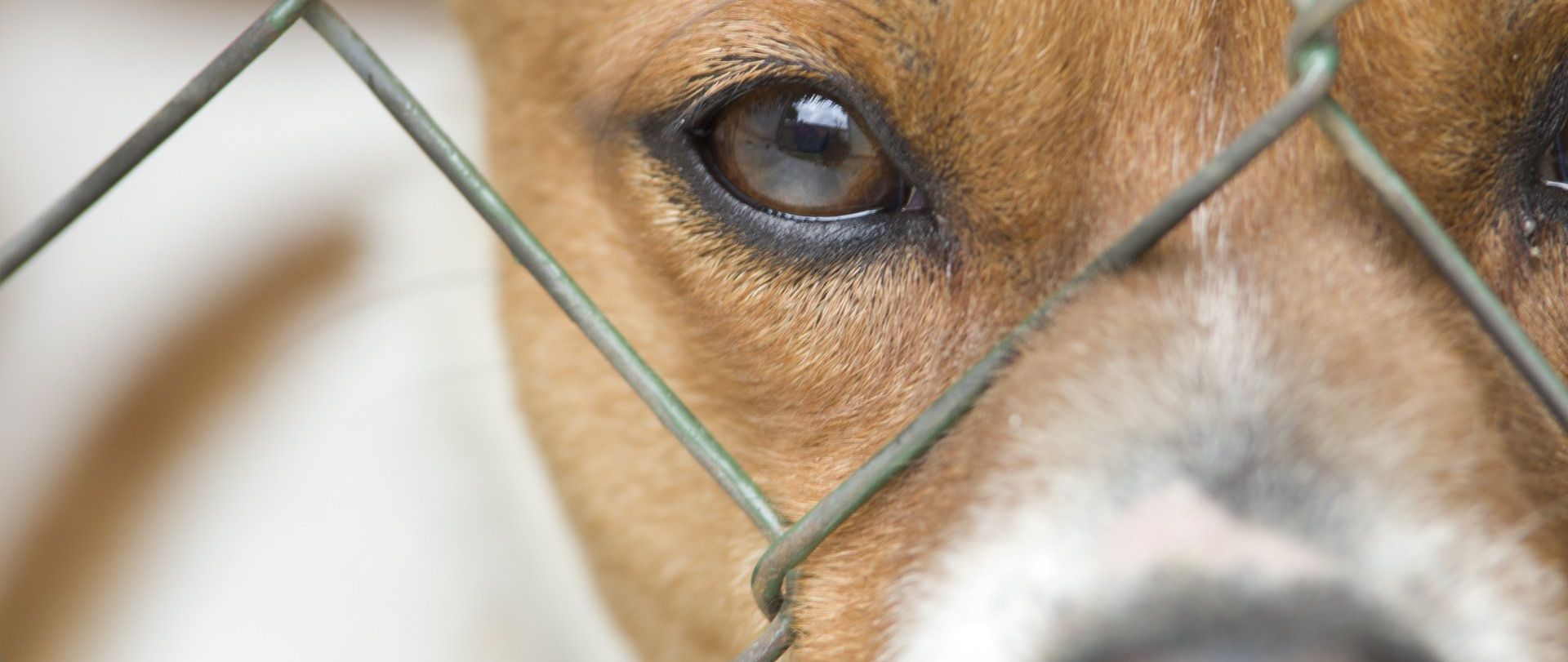 Georgia Animal Shelters