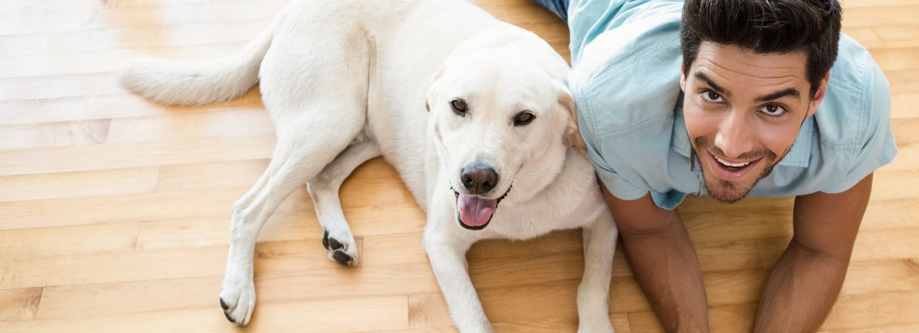 healthy canines