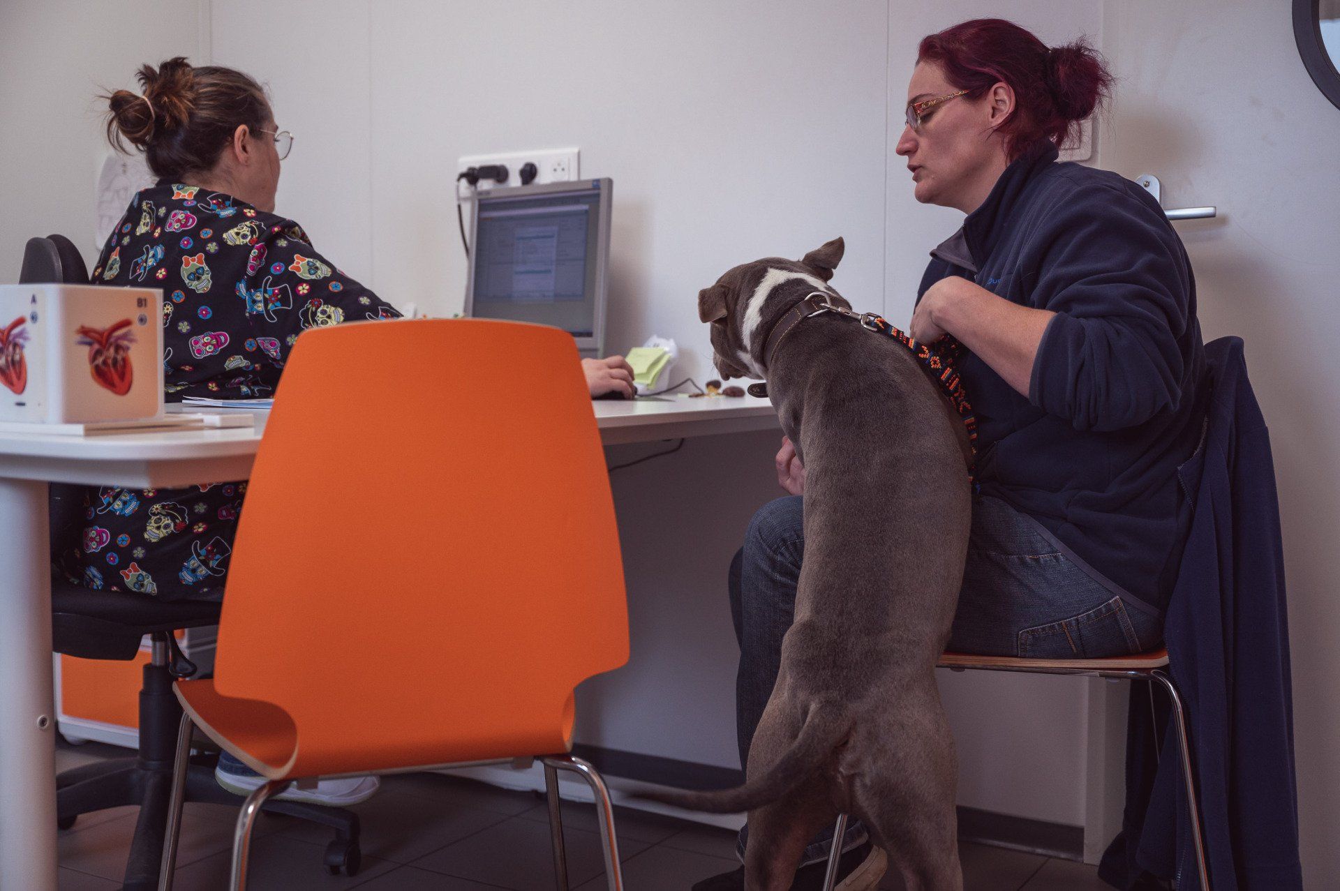 La Docteure Vanderquand en consultation Consultation vétérinaire chien