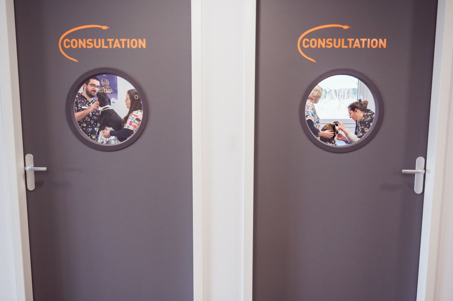 Clinique vétérinaire, docteurs en consultation
