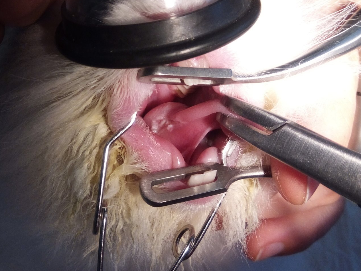 Blessure langue lapin