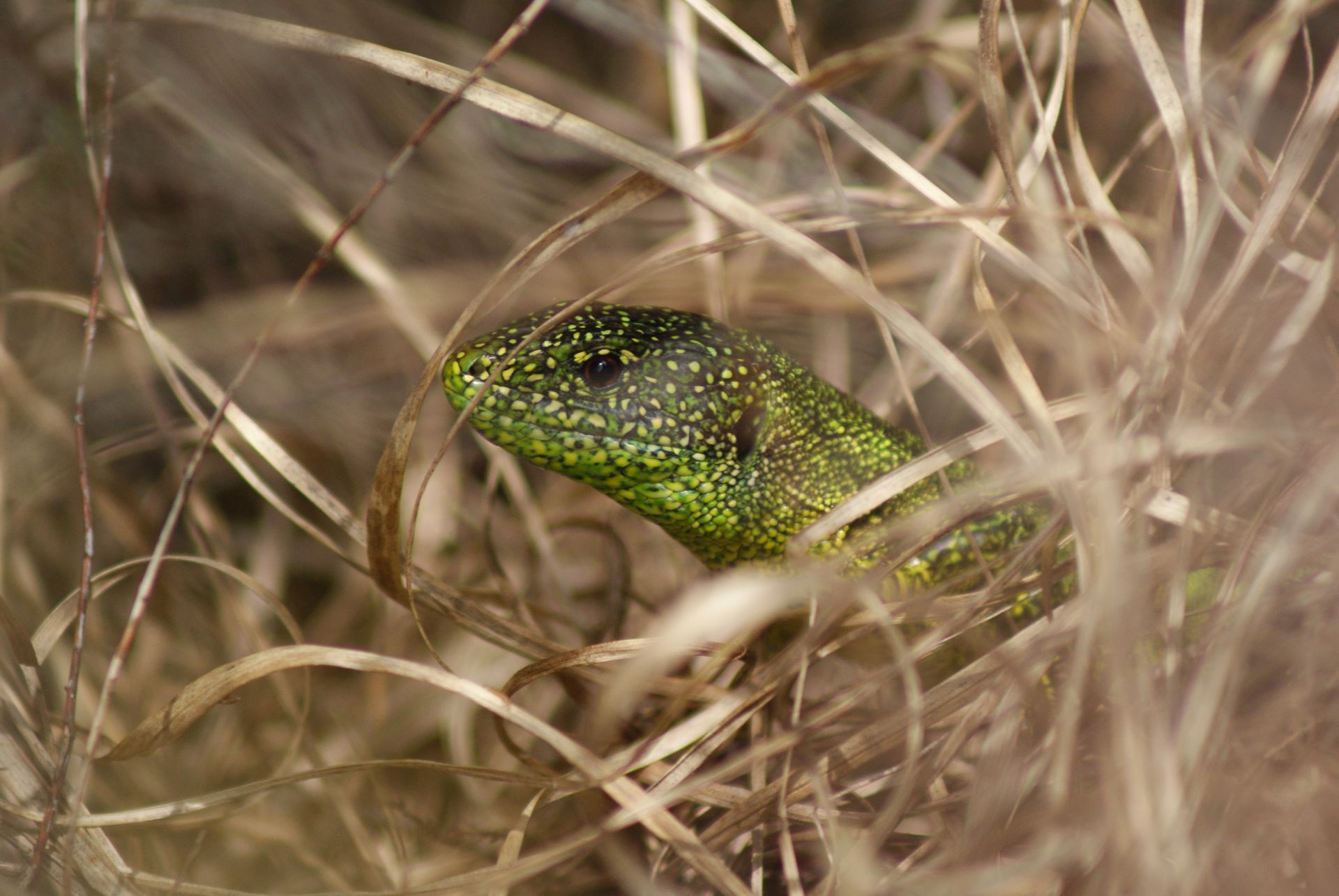 Lézard Vert
