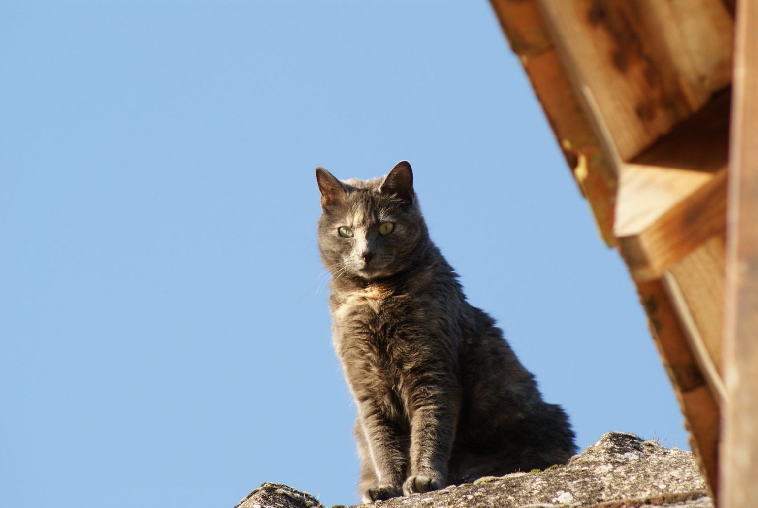 Chat