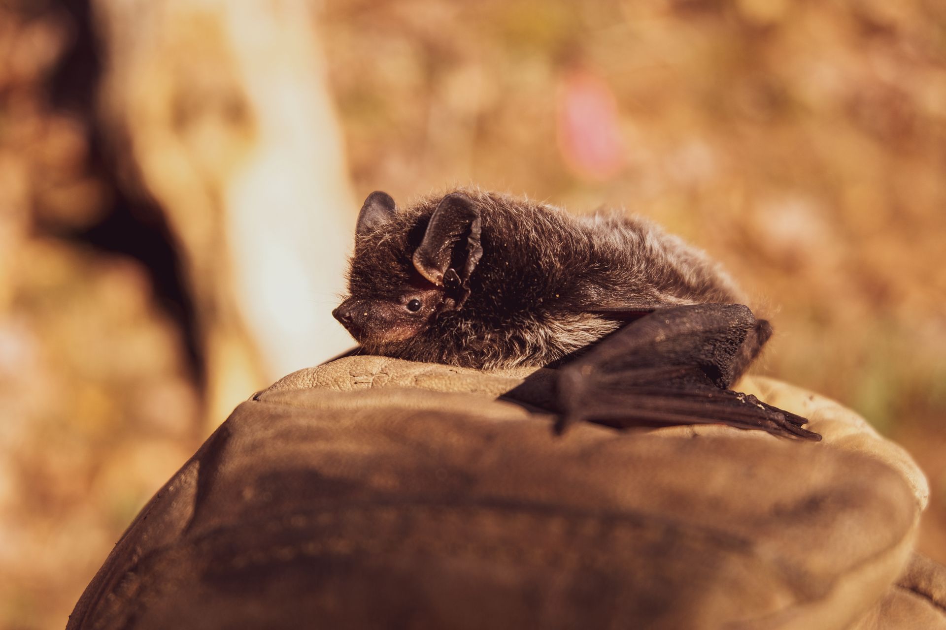 Une chauve-souris blessée