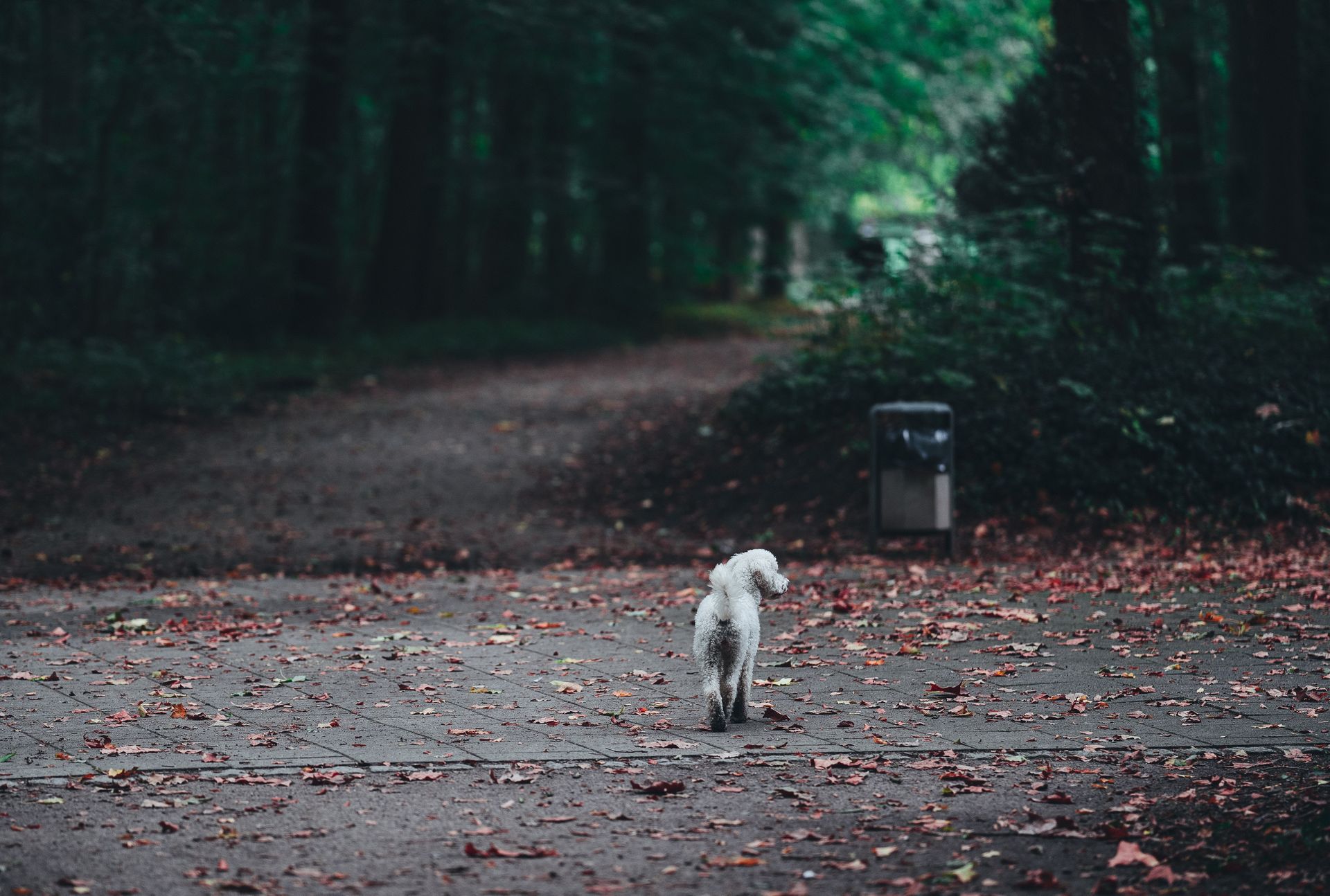 Crédit photo Omar Ramadan sur Pexels