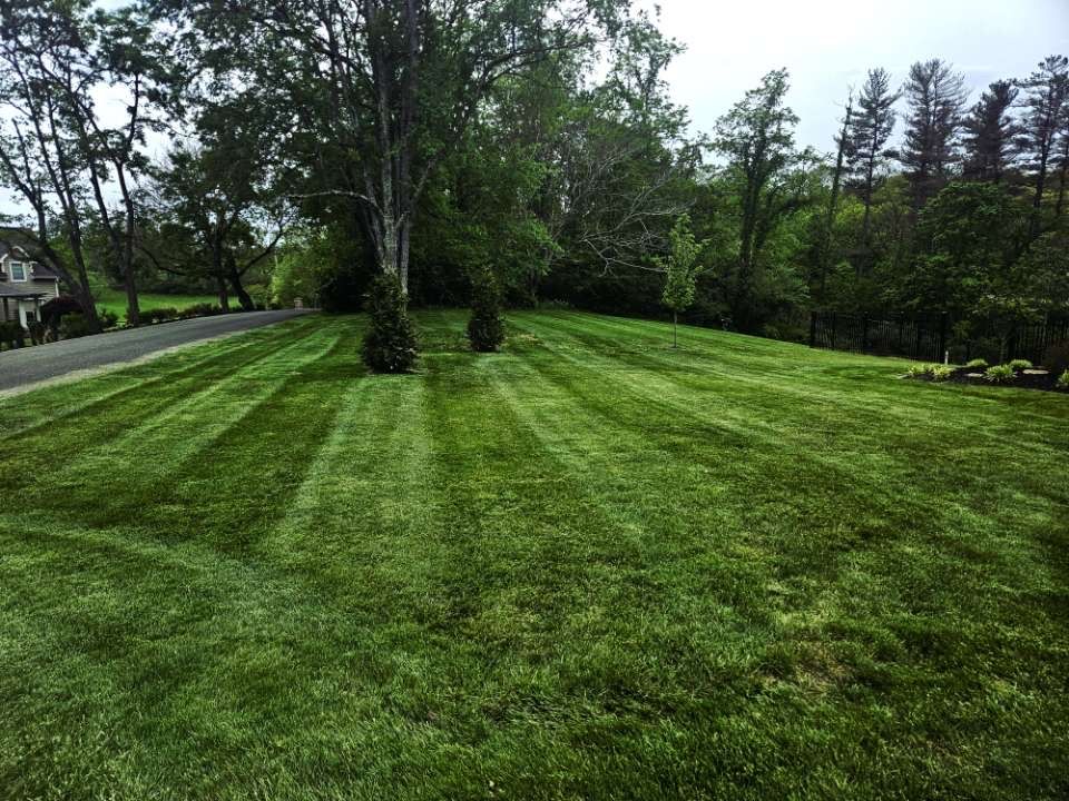 Lush green lawn with striped mowing lines, trees, and a wooded background on an overcast day