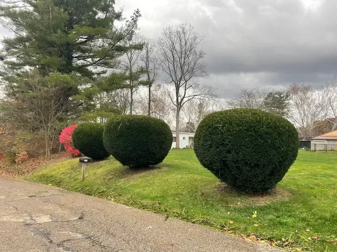 Trimmed bushes along a grassy roadside under a cloudy sky