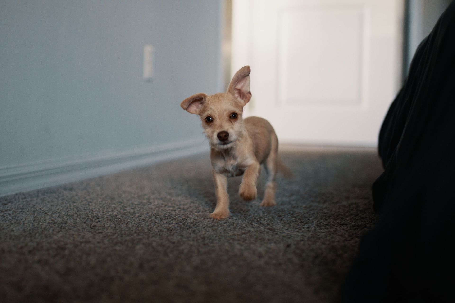 Small tan puppy standing on a carpeted hallway, looking toward the camera.