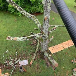 A tree is being cut down in a yard.