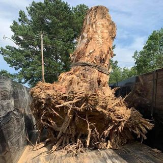 A large tree stump is sitting in the back of a truck.