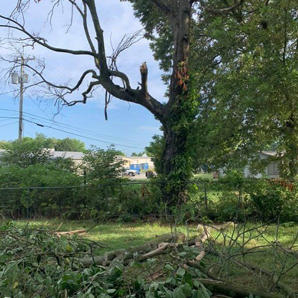 A tree that has been cut down in a yard.