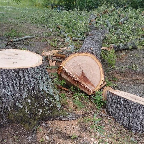 A tree stump has been cut in half and is laying on the ground.