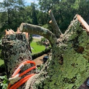 A close up of a tree stump with a cable attached to it.