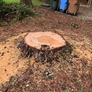 A tree stump is sitting in the middle of a yard next to trash cans.