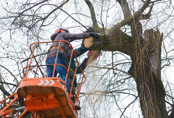 A man is cutting a tree with a chainsaw.