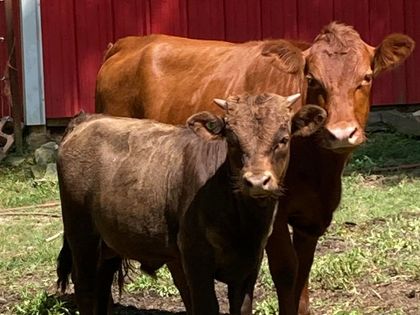 two brown Dexter cows standing next to each other in front of a red barn |  Grass Fed Beef Near Me