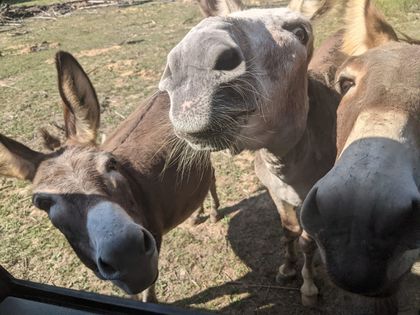 three donkeys are standing in a field looking at the camera | Livestock for sale