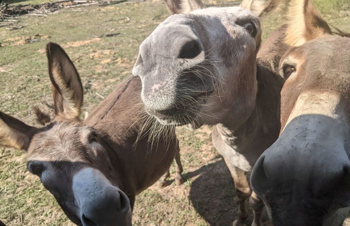 Donkey Trio