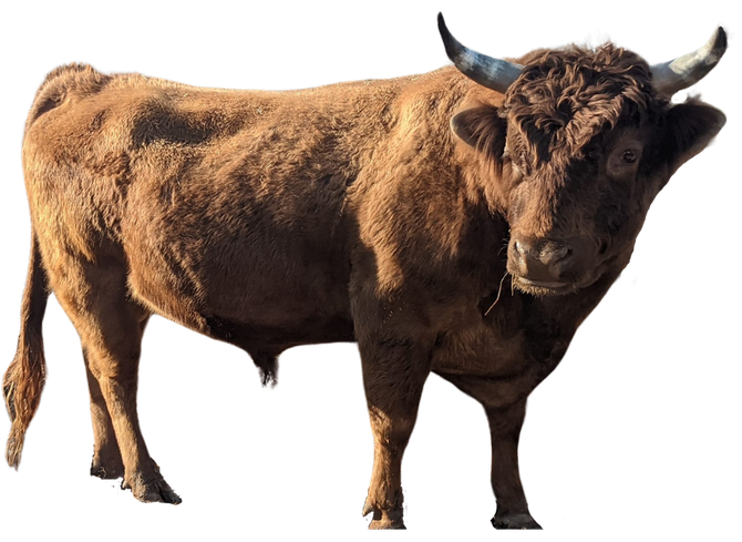 a brown bull with horns is standing on a white background | Pasture Raised Meat