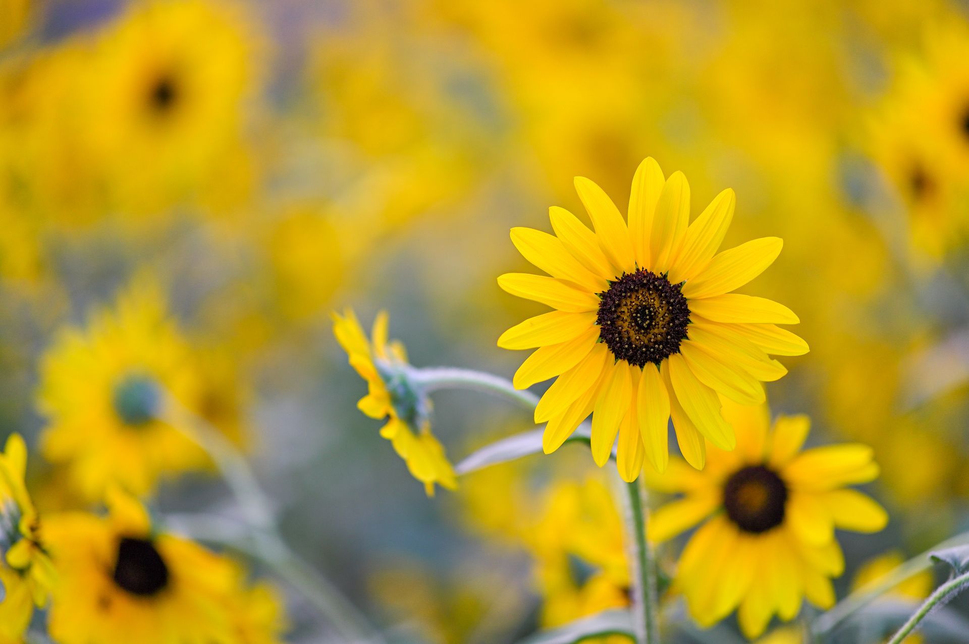 A field of vibrant yellow sunflowers, with a sharp, clear blossom in focus against a softly blurred background.