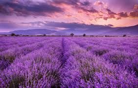 Lavender Coconut Oil 8oz