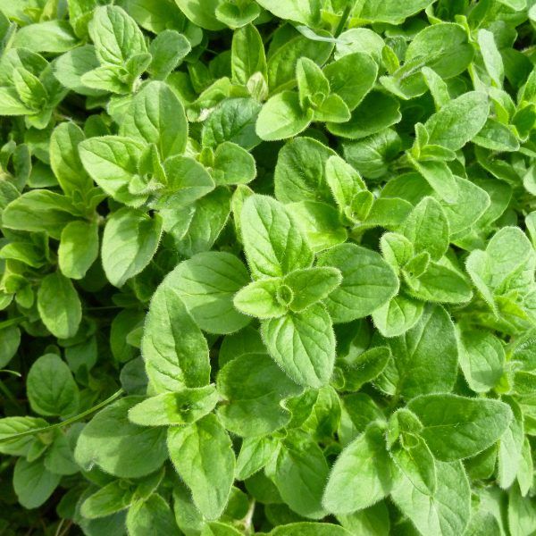 Oregano oil