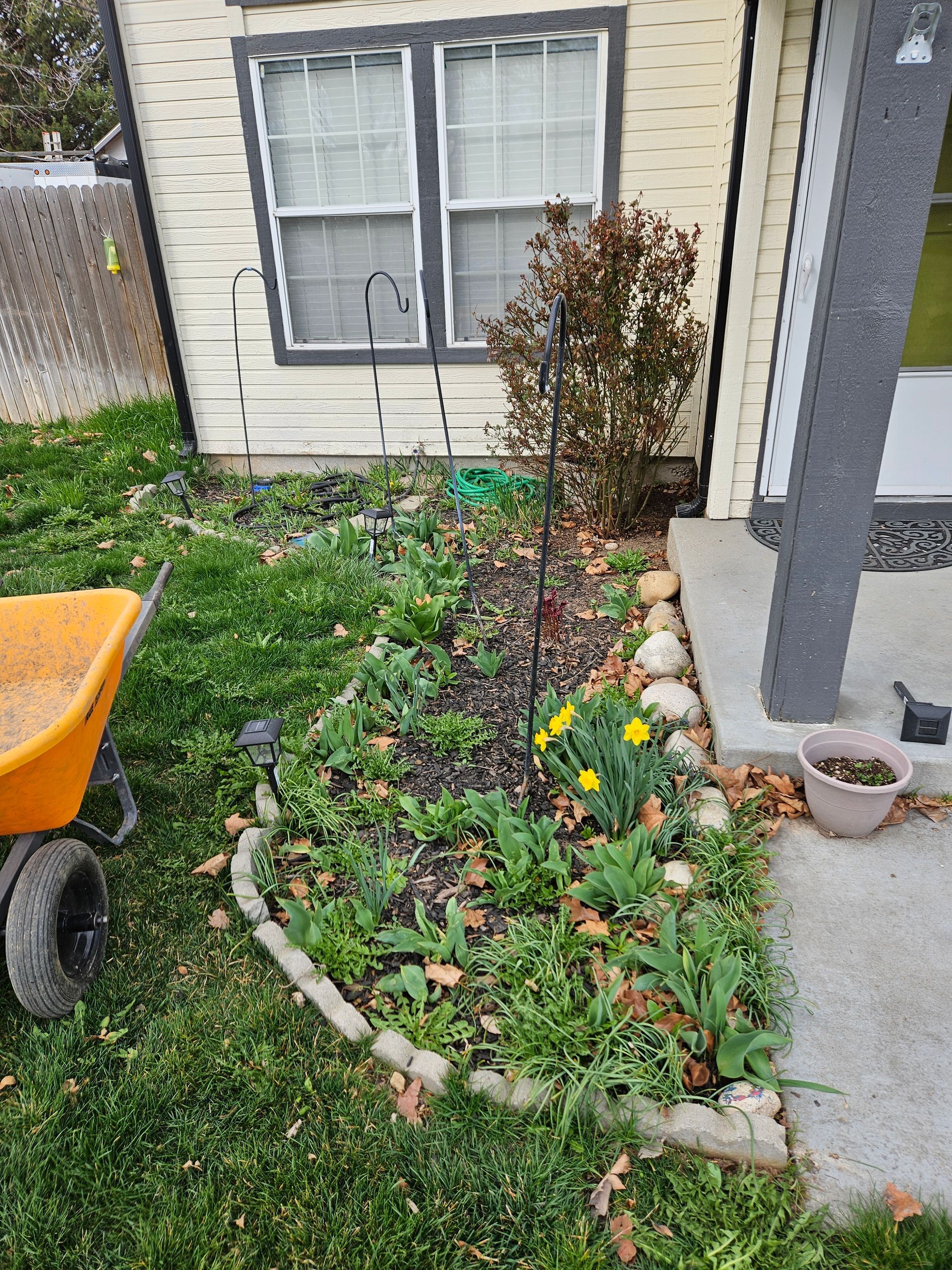 Garden bed with various plants and a wheelbarrow. House exterior in background.